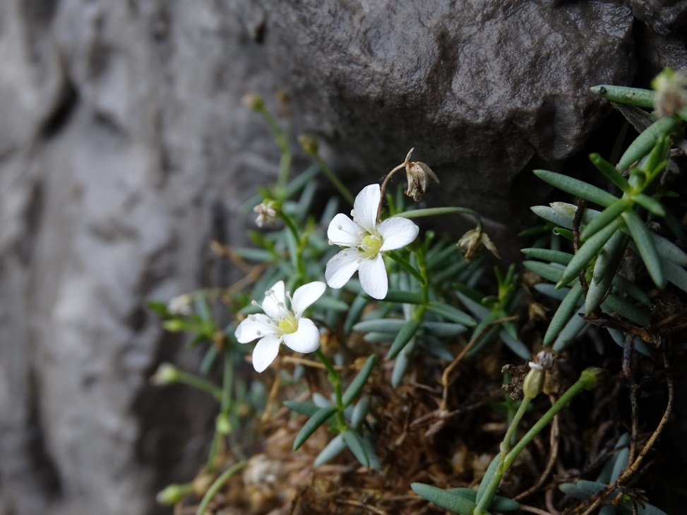 Moehringia bavarica  / Moeringia bavarese